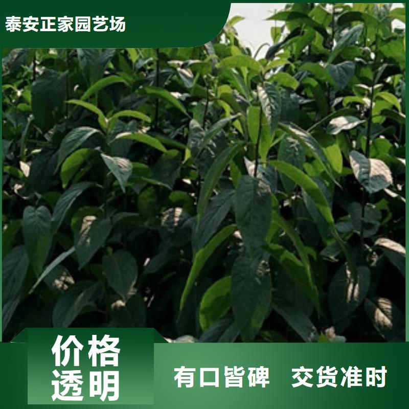 【杜仲】,绿化树 绿化工程源厂直销【正家】