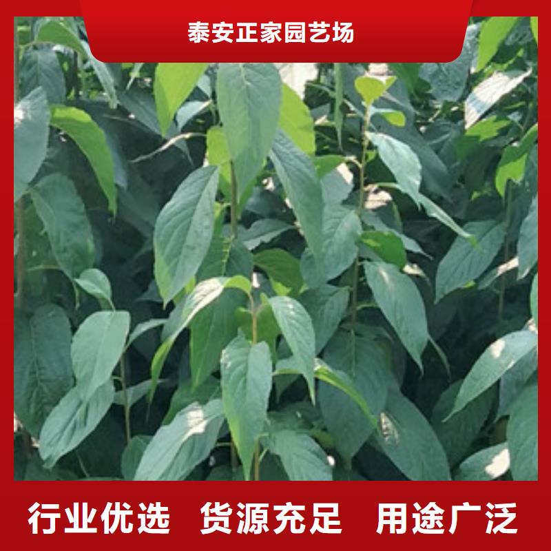 【正家】-|涞水|易县|衡水|石家庄|唐山|承德杜仲,【碧桃】产品细节参数常年出售