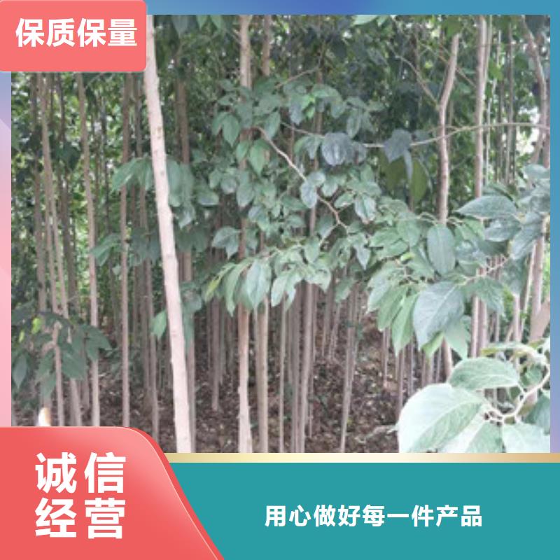 【杜仲】 占地果树价格实惠覆盖范围含|白银|定西|武威|兰州|甘南