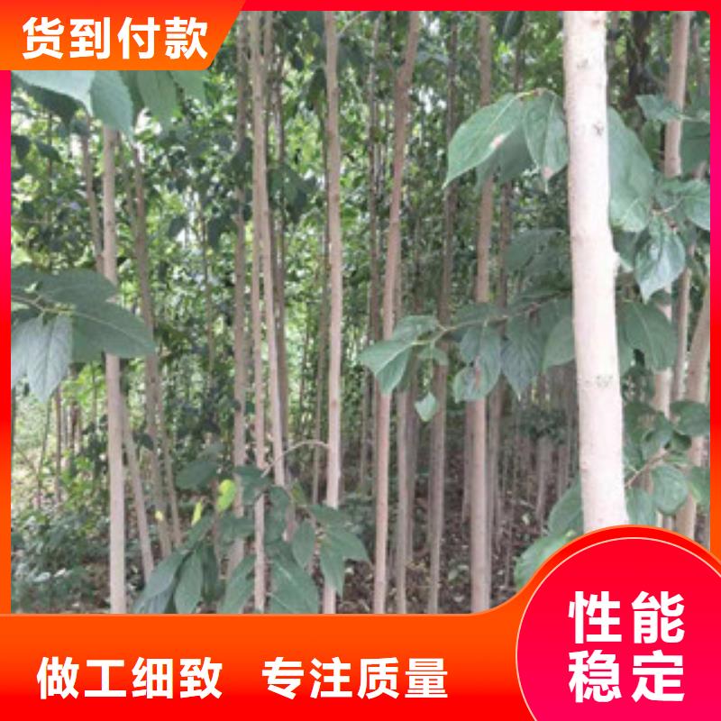 【杜仲】 占地果树价格实惠覆盖范围含|白银|定西|武威|兰州|甘南