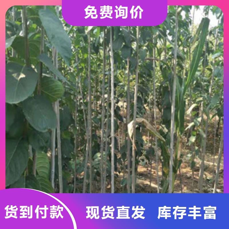 【杜仲】 占地果树价格实惠-市场覆盖|甘南|定西|陇南|张掖|天水|平凉-三玖采购网