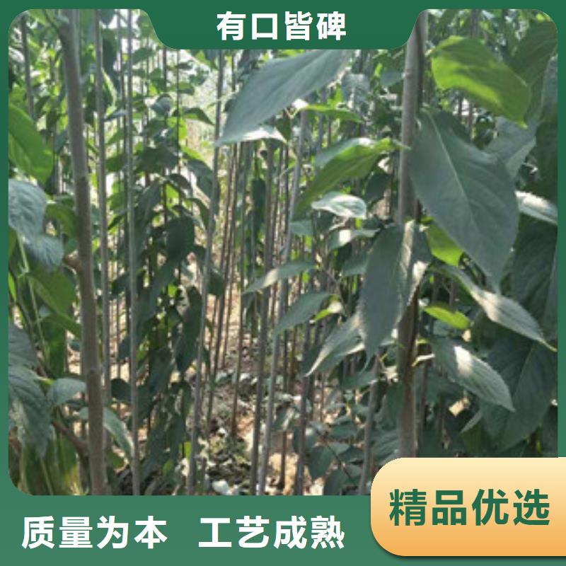 【杜仲】 占地果树价格实惠-市场覆盖|甘南|定西|陇南|张掖|天水|平凉-三玖采购网