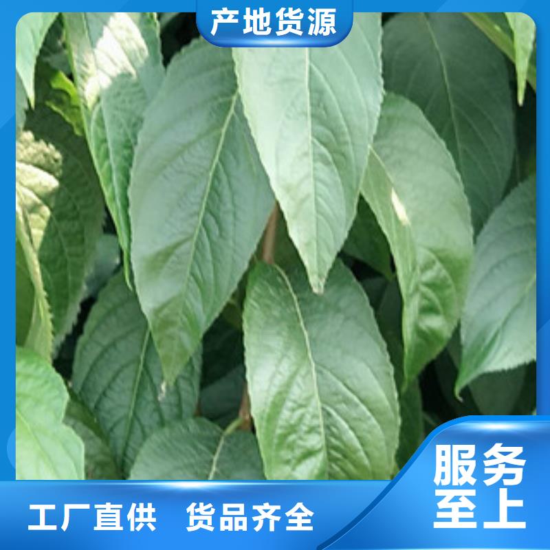 【杜仲】,绿化树 绿化工程源厂直销【正家】