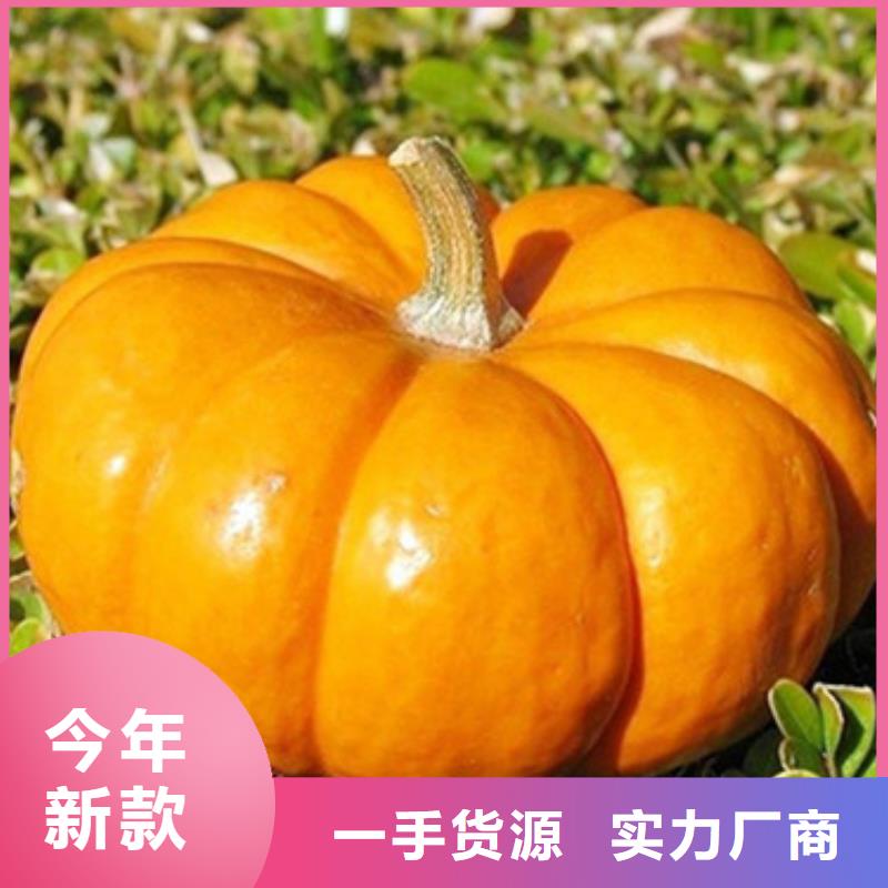 无皮南瓜丁品质放心