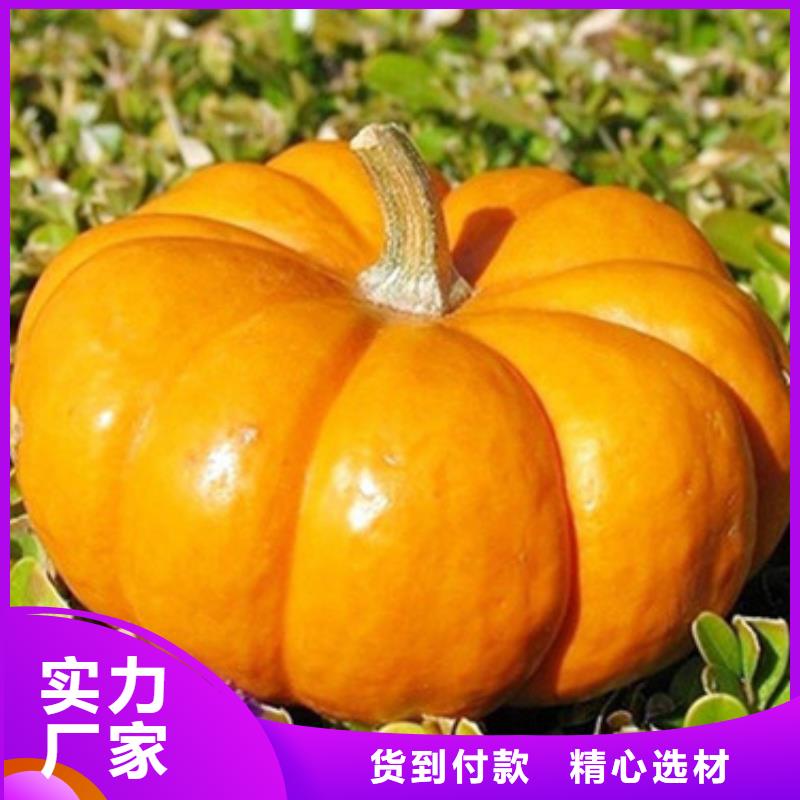 南瓜粒品牌厂家