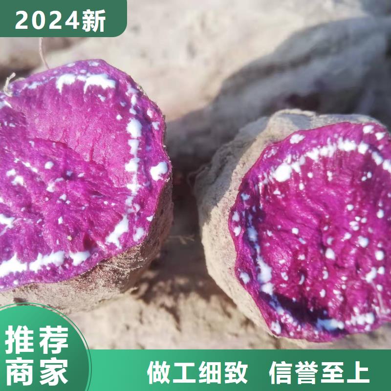 紫薯苗_胡萝卜丁一手货源源头厂家