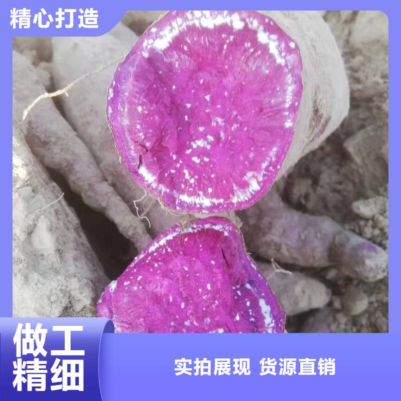 【紫薯苗】羽衣甘蓝粉联系厂家