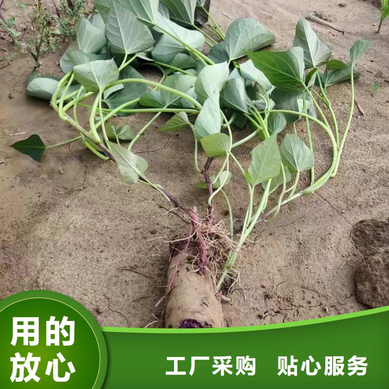 【紫薯苗】_菠菜粉现货销售