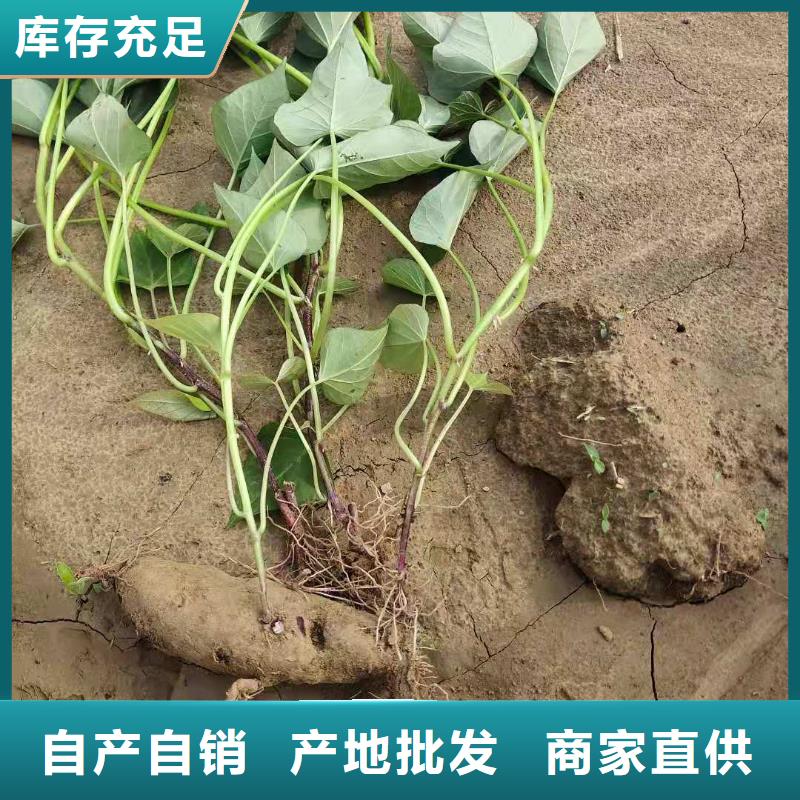 紫薯苗,羽衣甘蓝粉货源报价