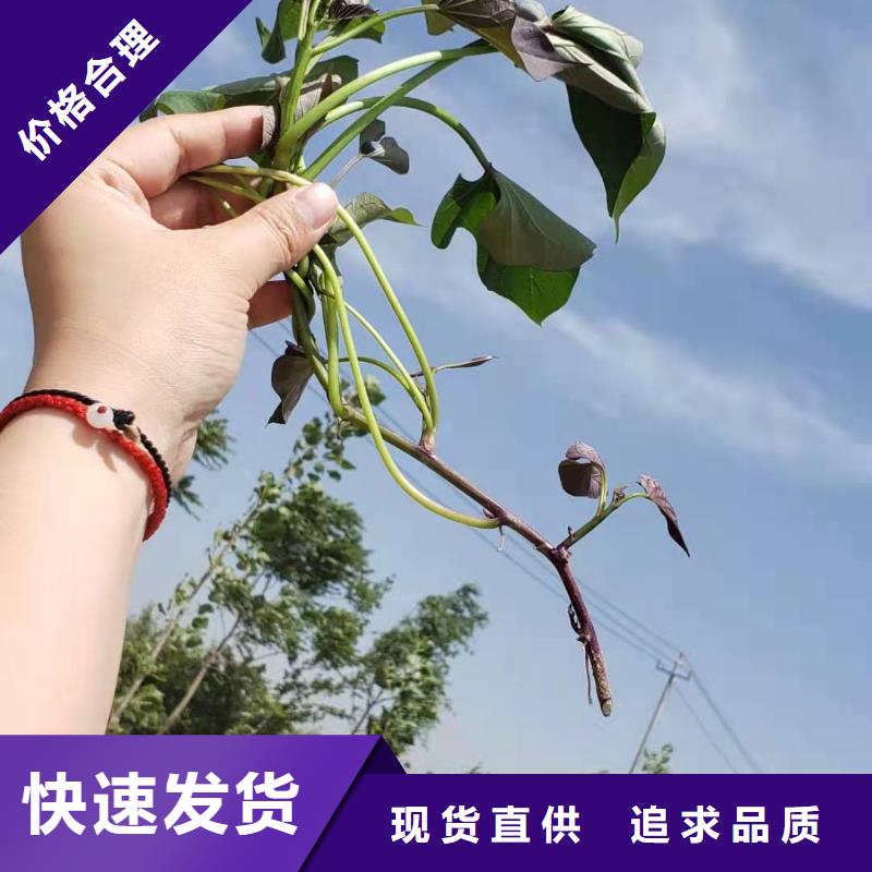 紫薯苗南瓜粉销售的是诚信