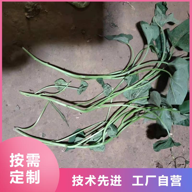 紫薯苗_胡萝卜丁一手货源源头厂家