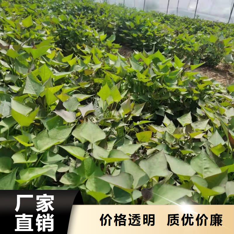 紫薯苗红薯丁快速报价