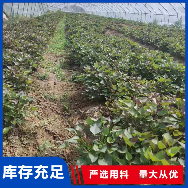 【紫薯苗-菠菜粉服务周到】