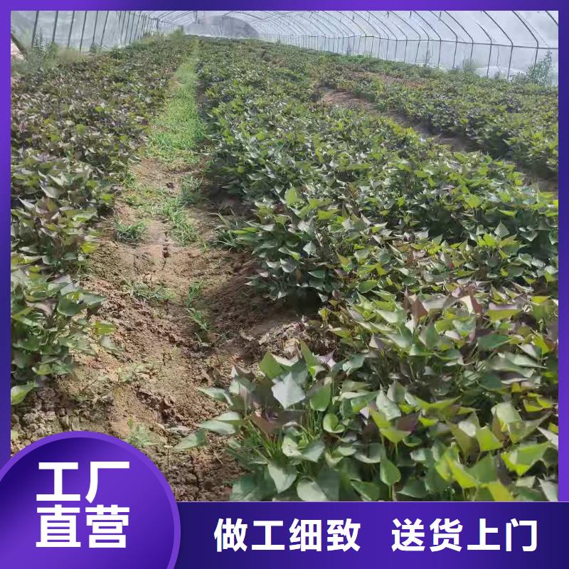 紫薯苗胡萝卜丁大量现货供应