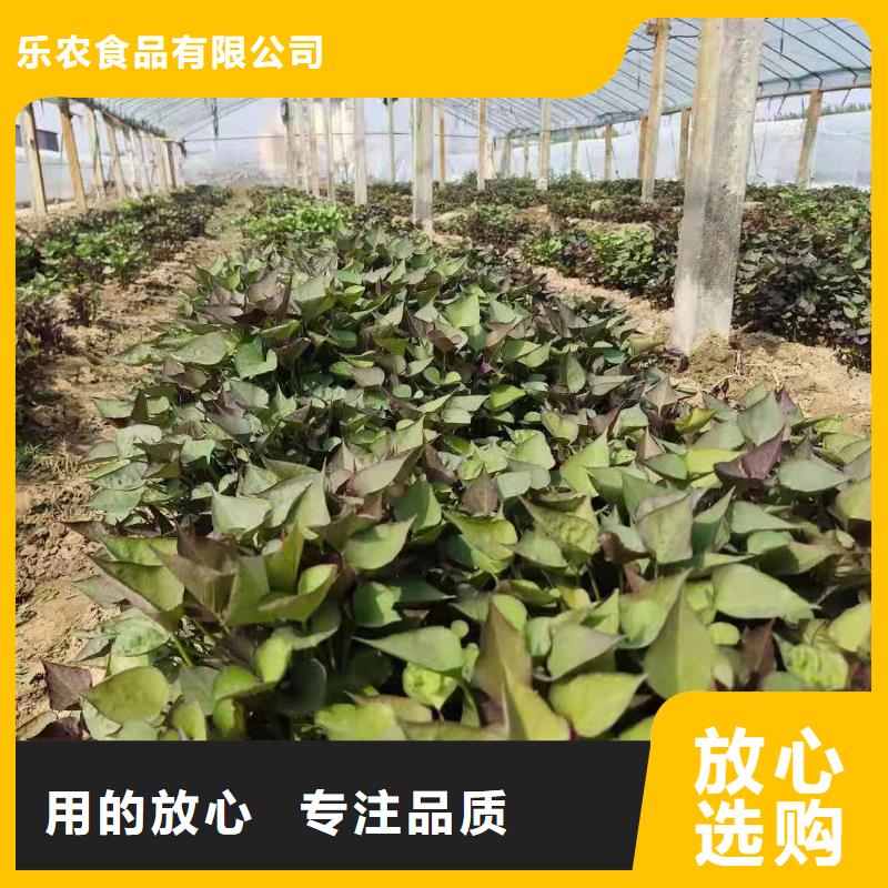 紫薯苗,羽衣甘蓝粉货源报价