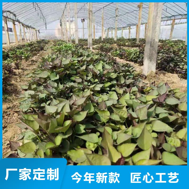 紫薯苗_【羽衣甘蓝粉】厂家案例