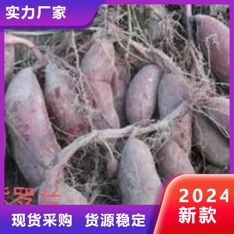 【紫薯苗羽衣甘蓝粉今日价格】