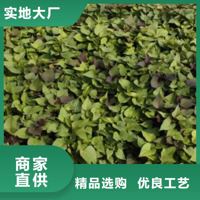紫薯苗羽衣甘蓝粉选择我们没错
