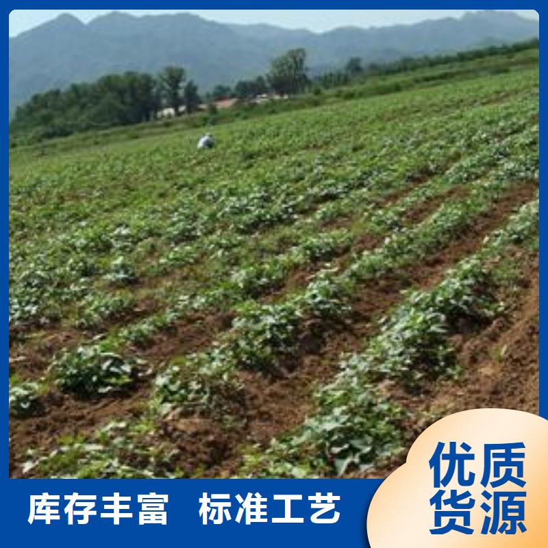 乐农羽衣甘蓝粉【紫薯苗】_紫薯粉一周内发货cg39.com