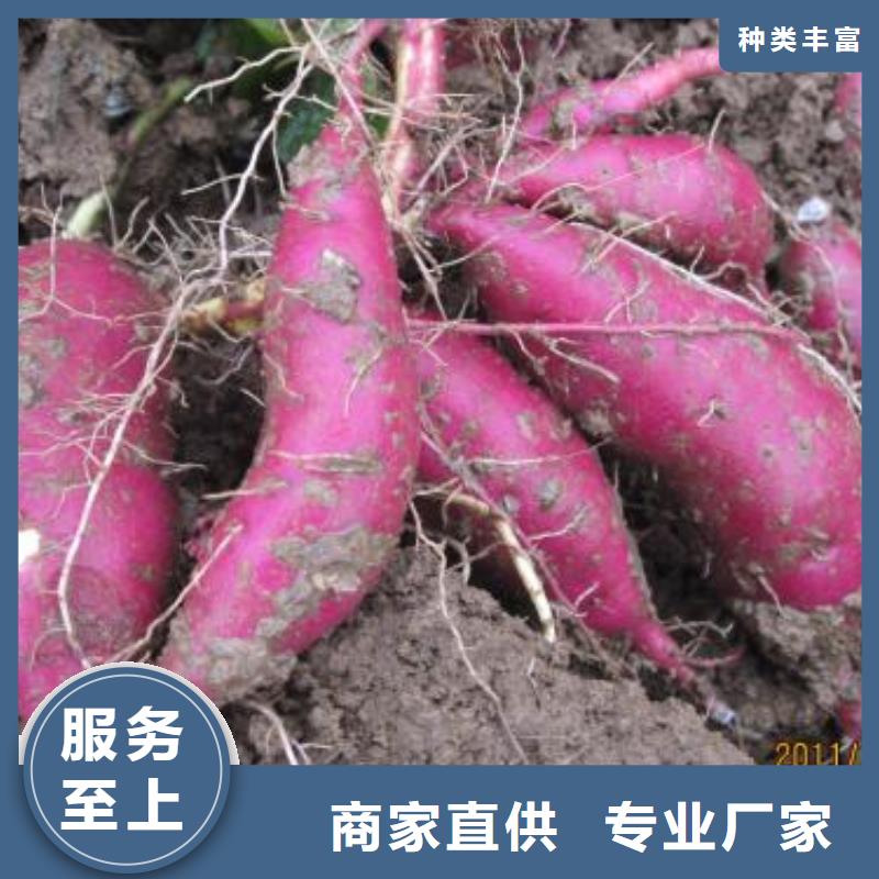 紫薯雪花片视频-紫薯雪花片-山东省青岛市胶州|平度|烟台|济宁|泰安|滨州|莱芜【同城】品牌