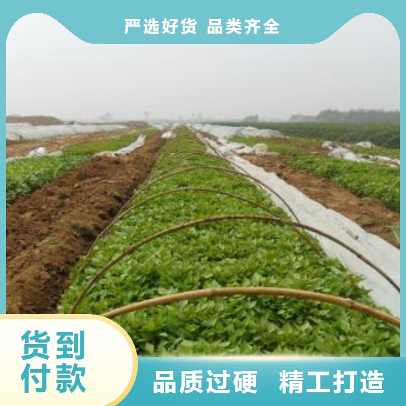 紫薯苗菠菜粉专注品质