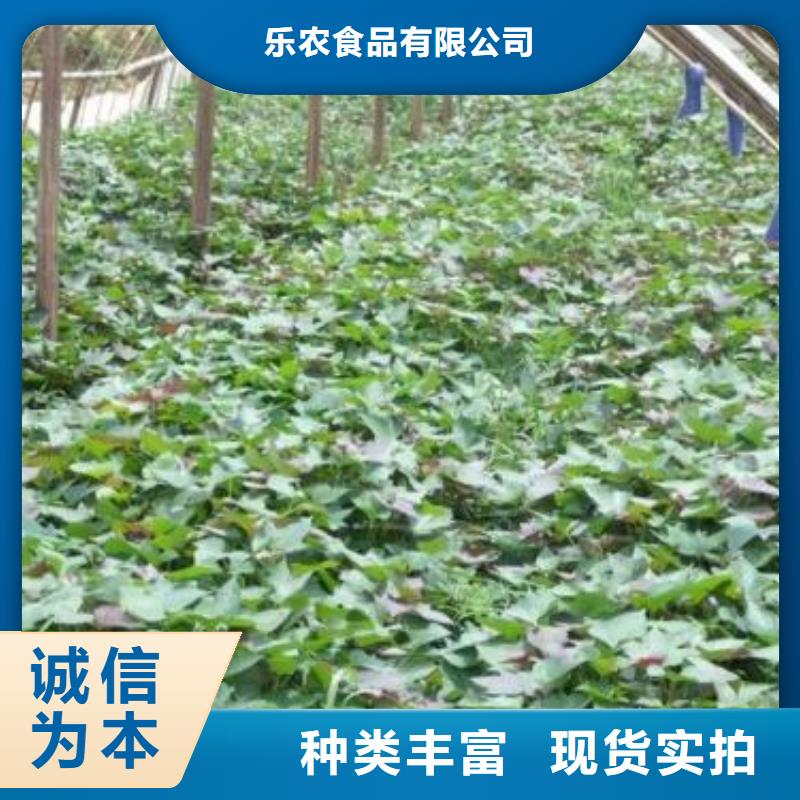 【紫薯苗】_胡萝卜粉严选材质