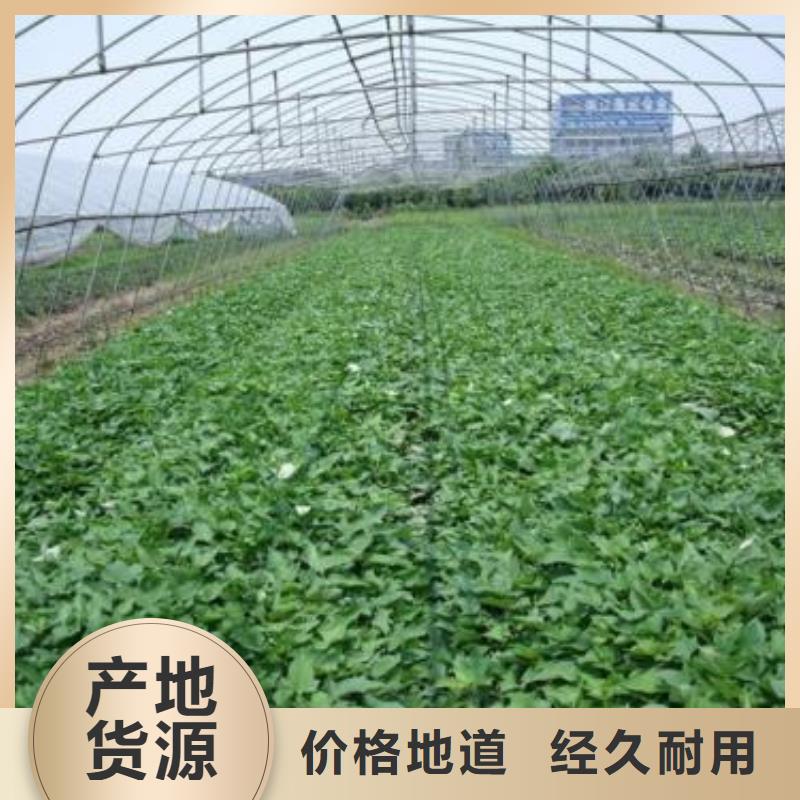 紫薯苗南瓜粉销售的是诚信