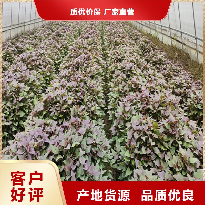 【紫薯苗】羽衣甘蓝粉联系厂家