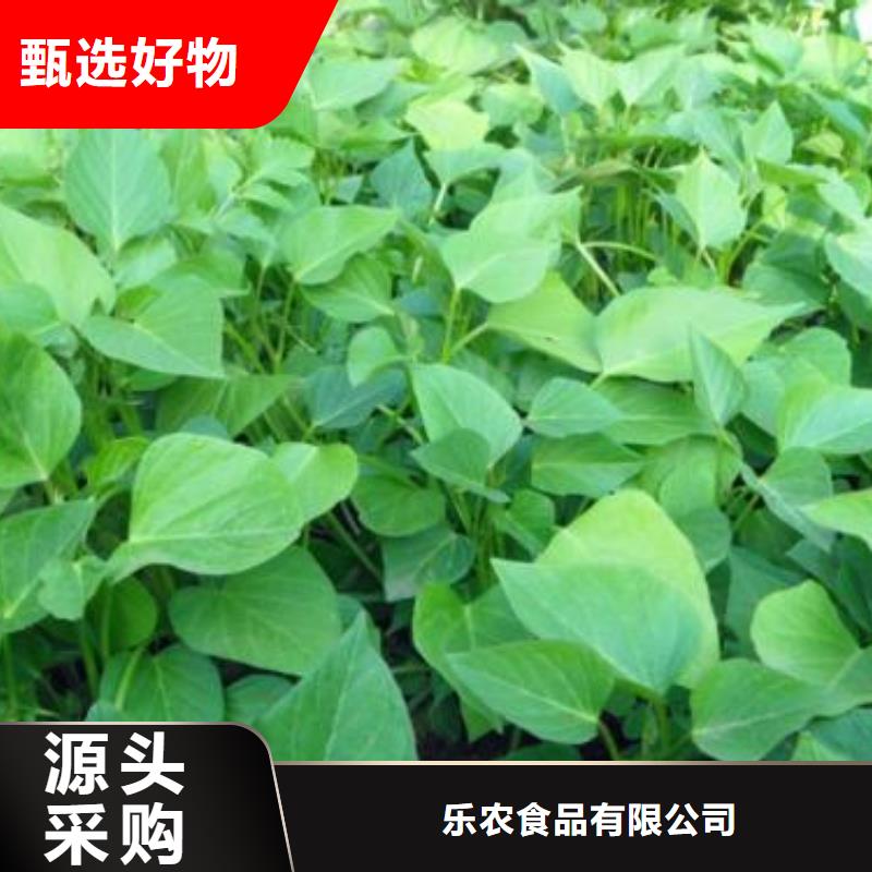 紫薯苗羽衣甘蓝粉海量现货直销