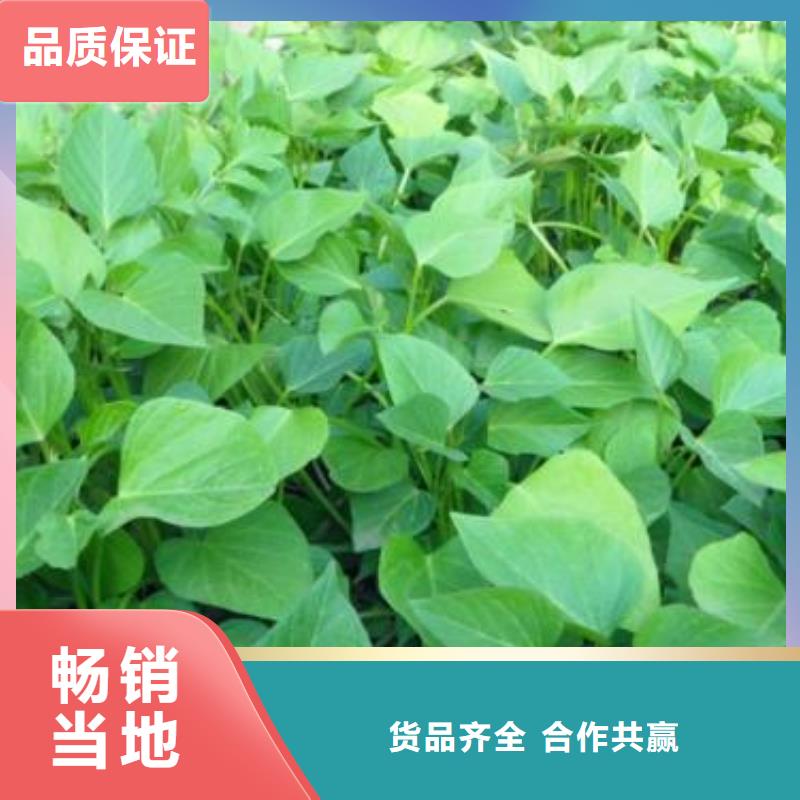 紫薯苗_【羽衣甘蓝粉】厂家案例