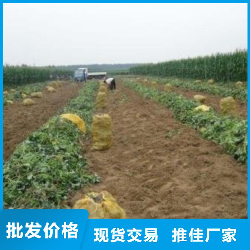 紫薯苗羽衣甘蓝粉敢与同行比服务