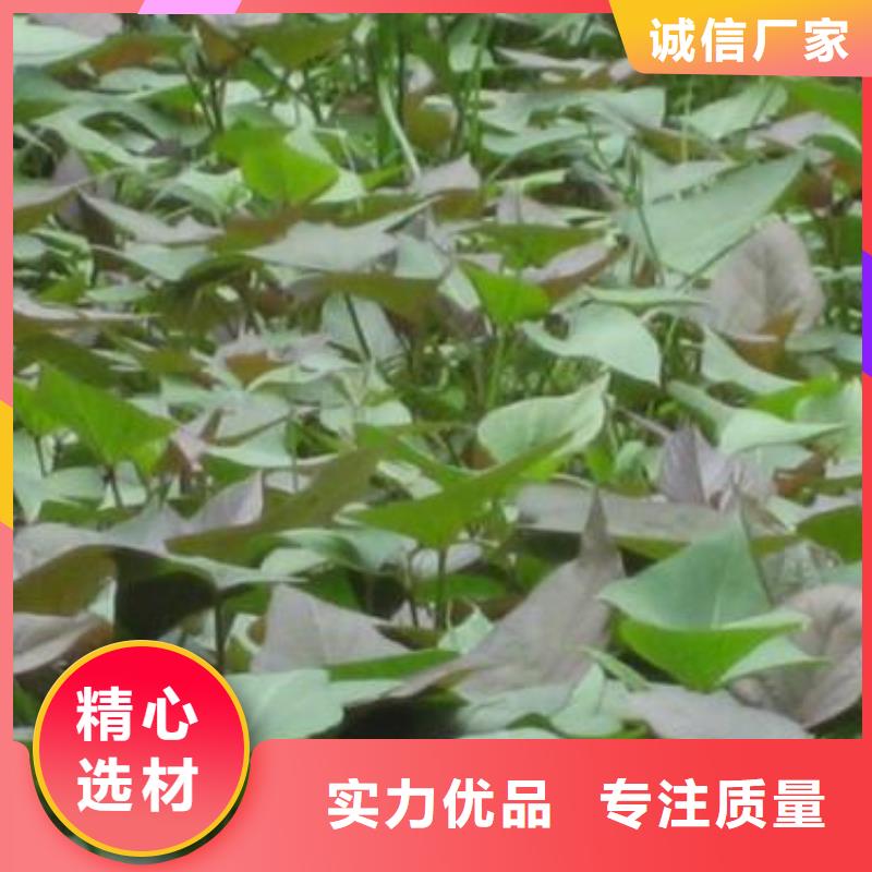 紫薯苗羽衣甘蓝粉海量现货直销