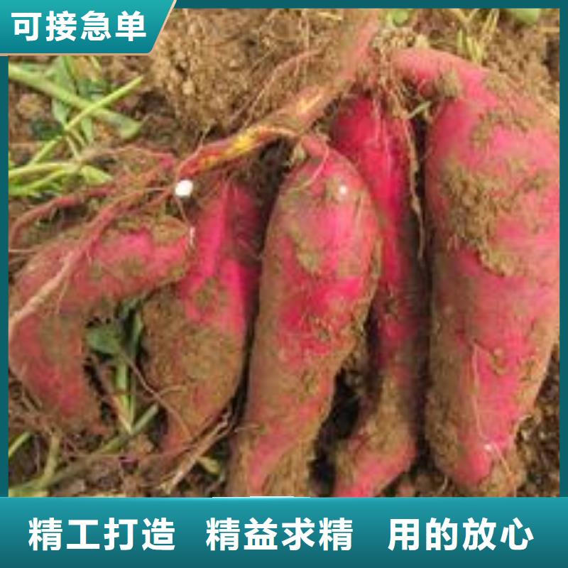 【紫薯苗】羽衣甘蓝粉联系厂家