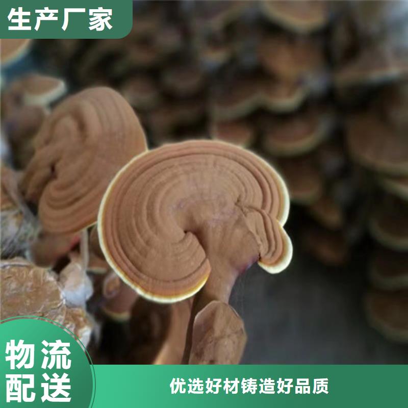 灵芝孢子破壁现货直供2025
