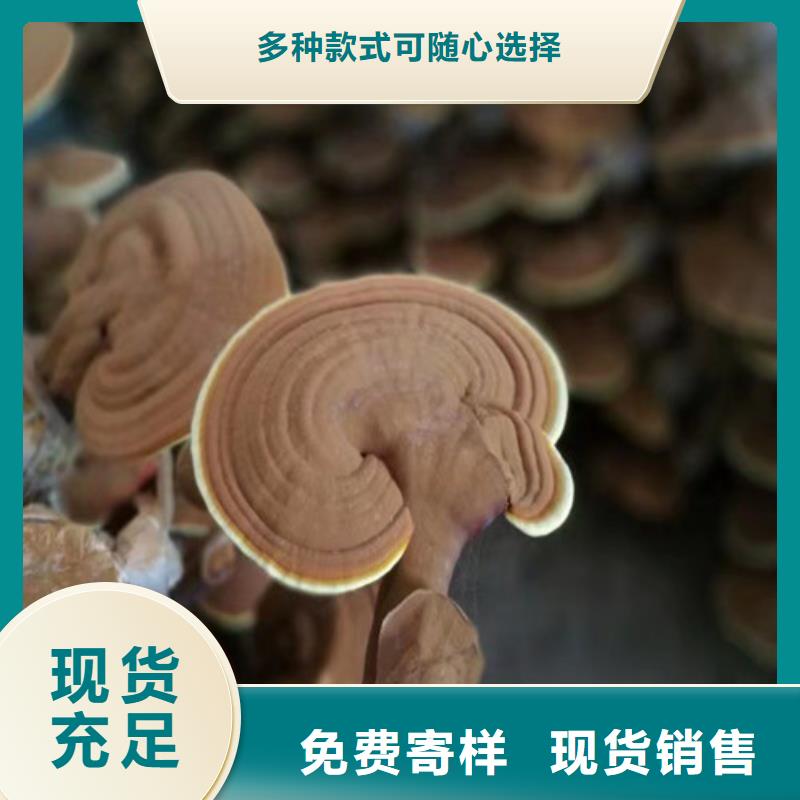 椴木灵芝视频-娄底市椴木灵芝-同城可服务区域新化|涟源|衡阳|湘潭|岳阳|湘西|株洲|永州