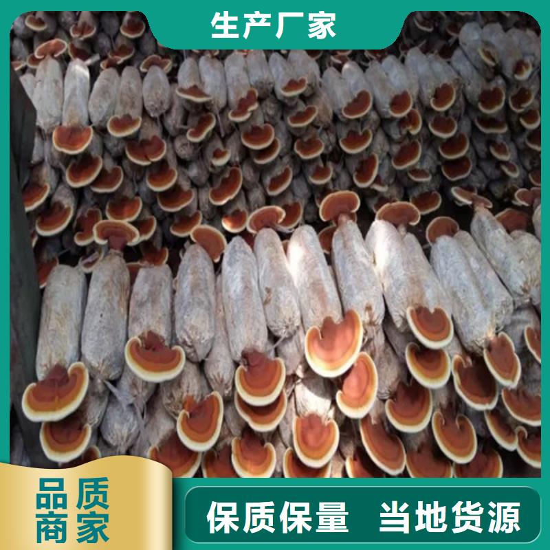 【 灵芝孢子粉 灵芝制造生产销售】本地经销商