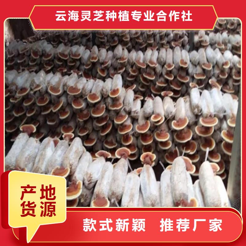 琼中县灵芝粉生产基地