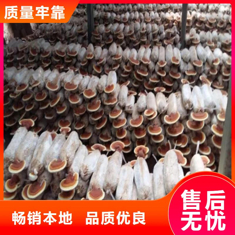 灵芝破壁孢子保质期多久欢迎订购