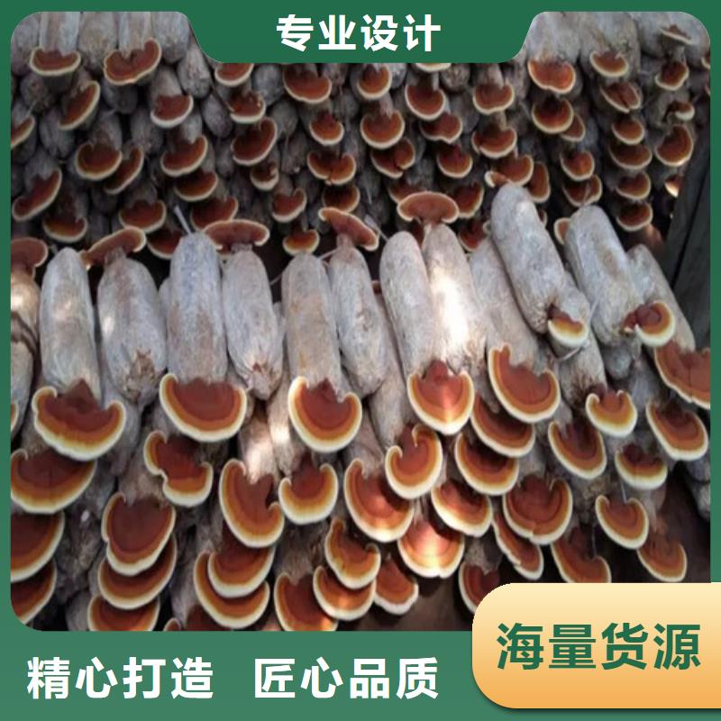 灵芝孢子粉_【灵芝】满足客户所需同城公司