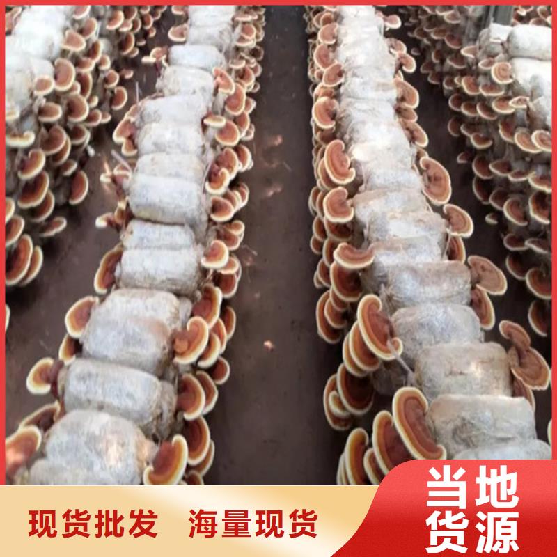 切片灵芝-看百家不如一问