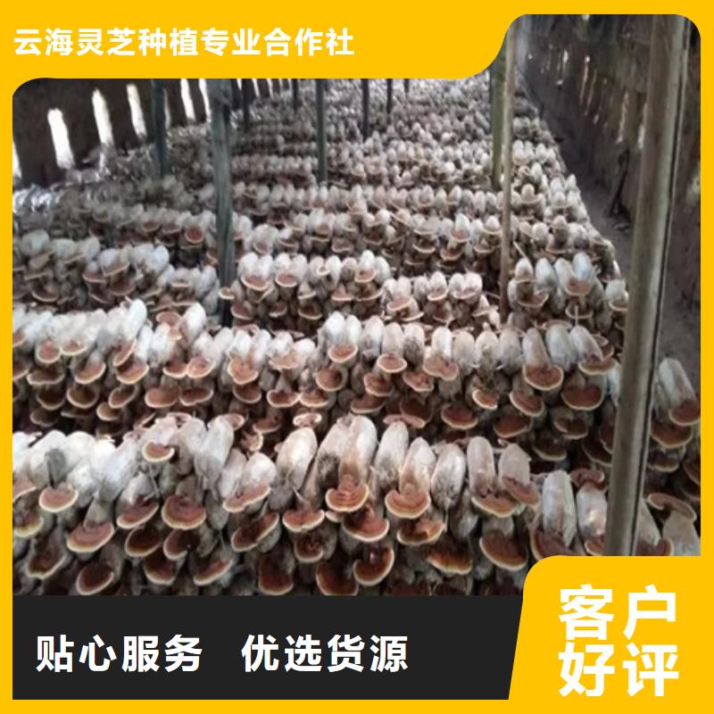 灵芝价格表欢迎订购