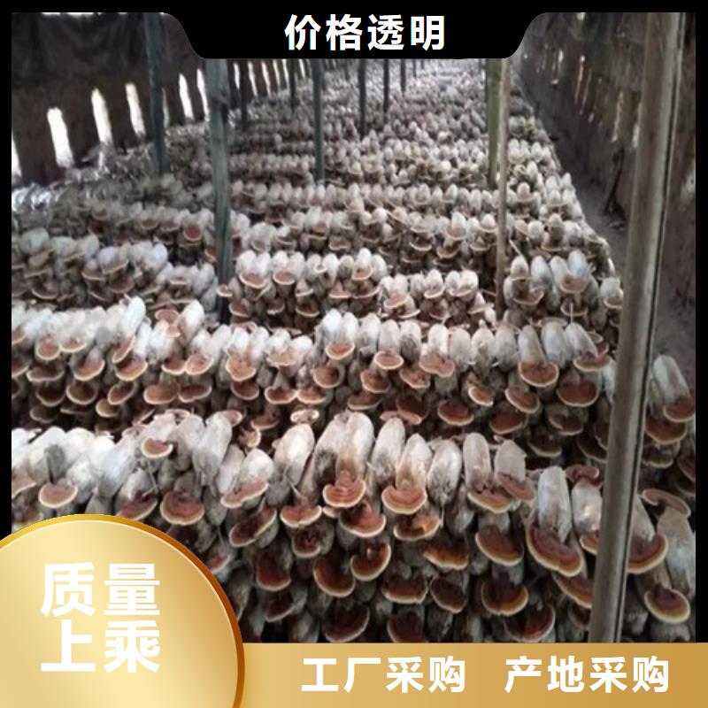 黑灵芝诚信经营厂家