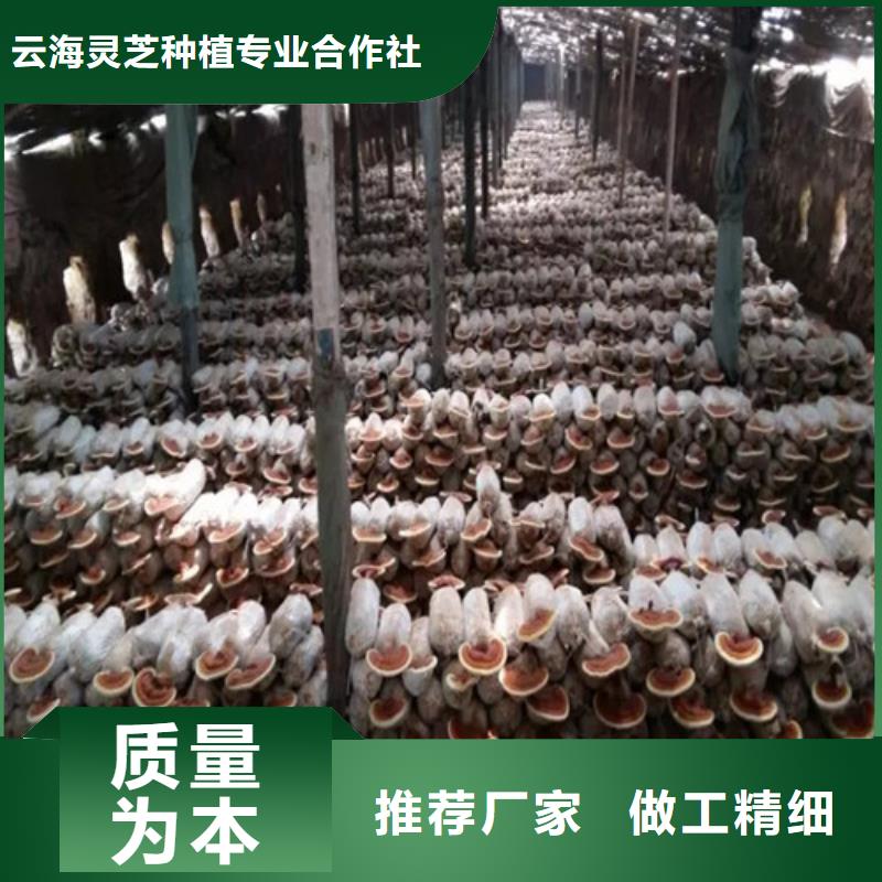 椴木灵芝视频-娄底市椴木灵芝-同城可服务区域新化|涟源|衡阳|湘潭|岳阳|湘西|株洲|永州