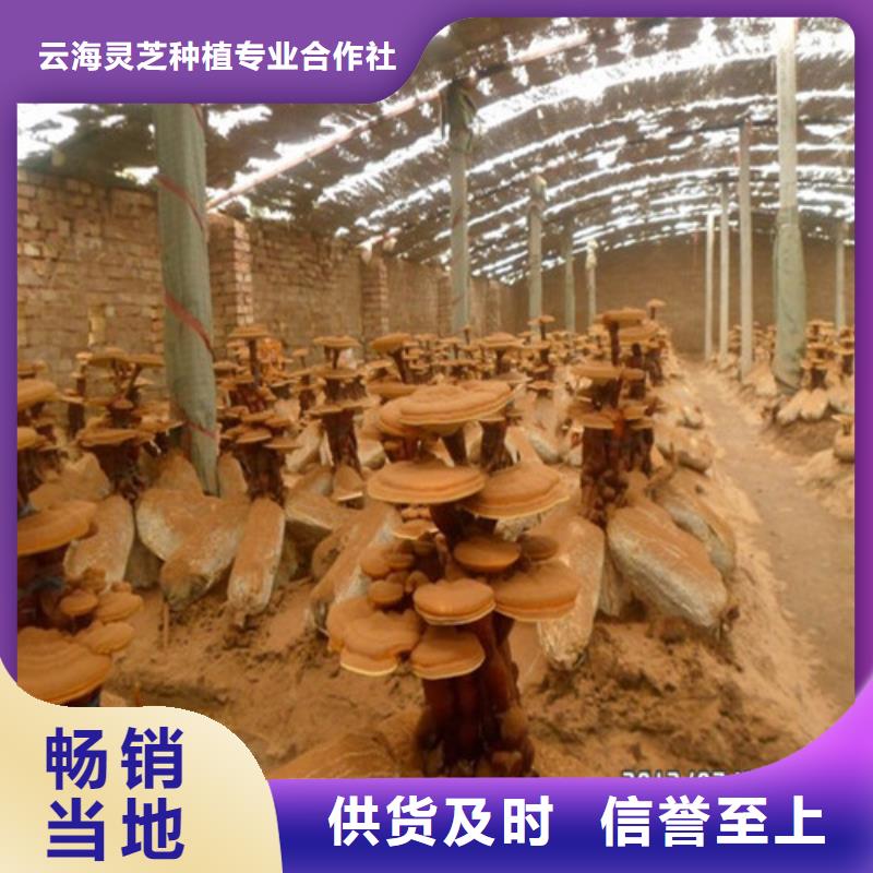 灵芝孢子粉厂家-优惠