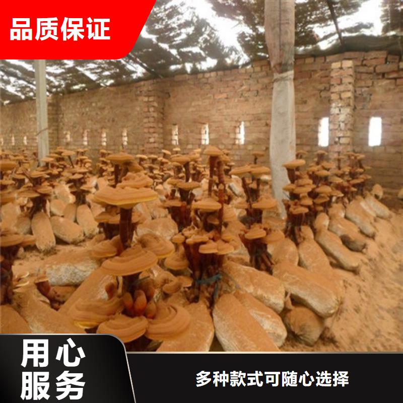 灵芝孢子油在线报价