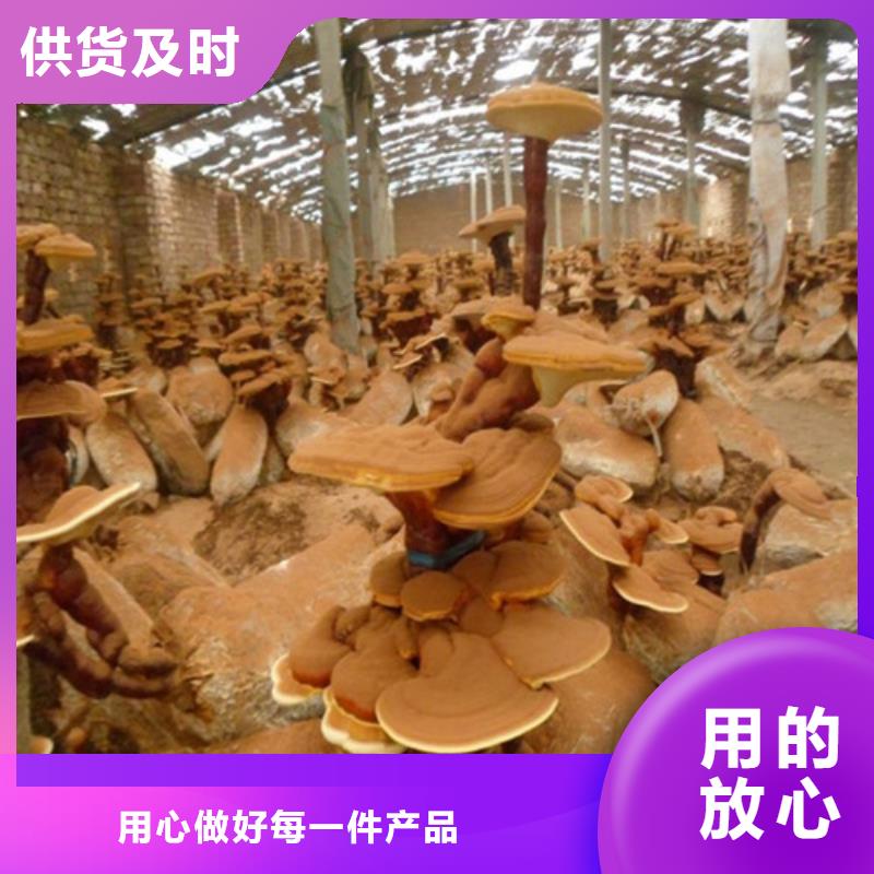 黑灵芝粉在线报价