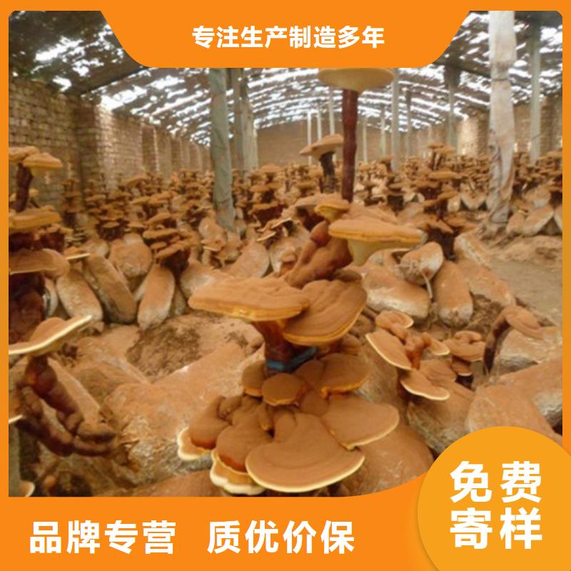 灵芝孢子粉_【灵芝】满足客户所需同城公司