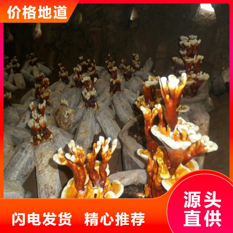 灵芝孢子粉_【灵芝】满足客户所需同城公司