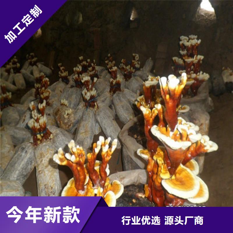 椴木灵芝视频-椴木灵芝_江苏省连云港市市场覆盖连云|海州|镇江|泰州|无锡|徐州|宿迁|苏州等