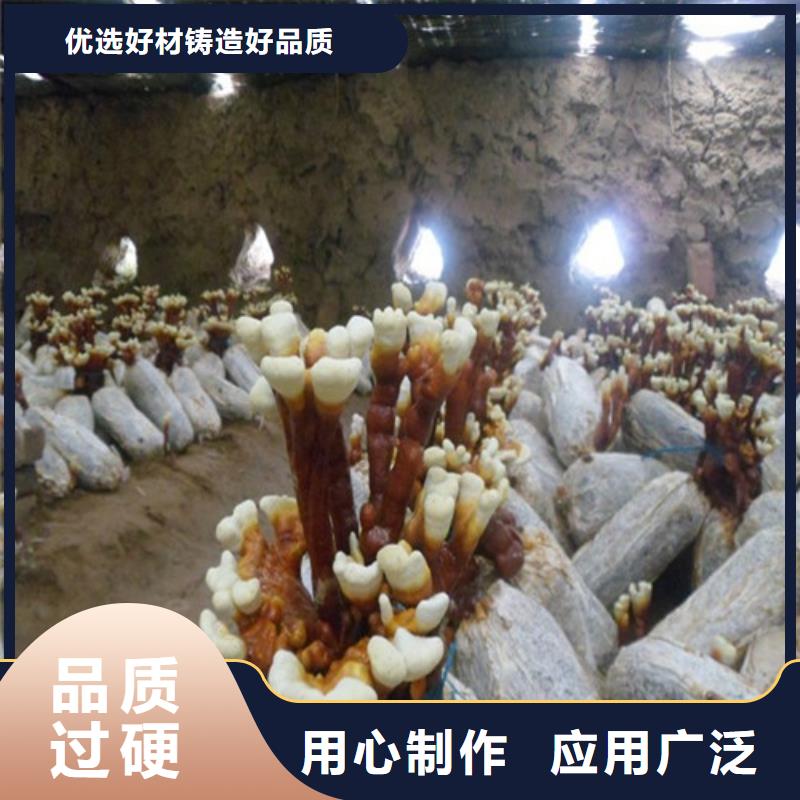 灵芝孢子粉-【灵芝】采购无忧